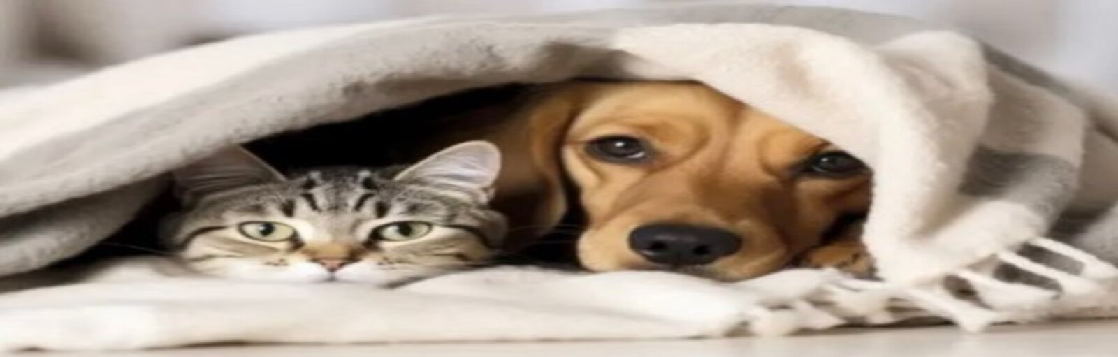 Chien et chat heureux protégés par une assurance santé – Sanlam Maroc